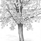 "Clarence Center Tree"