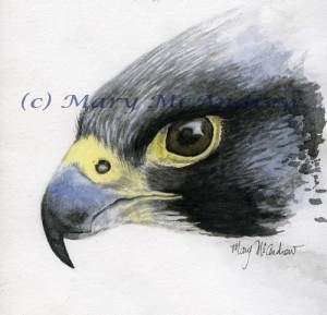 Peregrine Falcon Watercolor