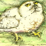 "Snowy Owl" 