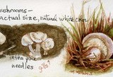Mushrooms-watercolor and ink