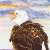 Bald Eagle watercolor