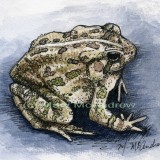 "Common Toad"