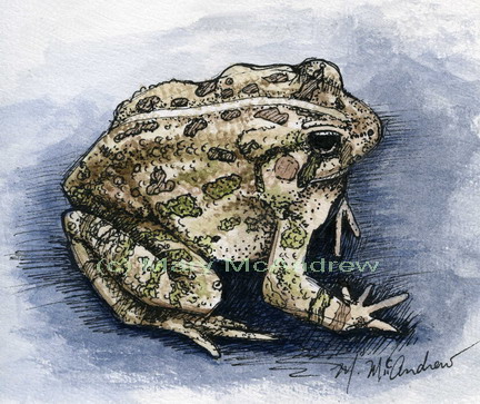 "Common Toad"