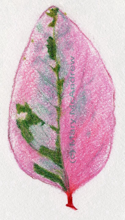 "Pink and Green Leaf" 