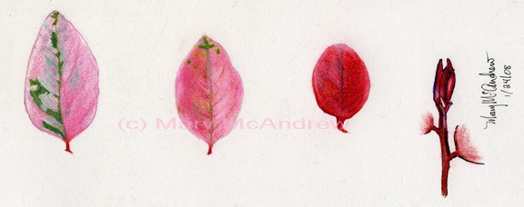 "Pink and Green Leaves"