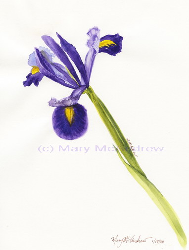 "Blue Iris # 2"