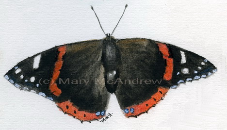 "Red Admiral Butterfly"