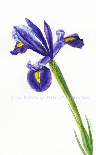 "Blue Iris #1"