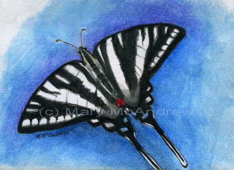 "Zebra Swallowtail Butterfly"
