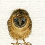 "Young Ashy Faced Barn Owl"