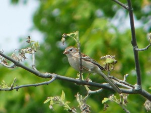 Feild Sparrow