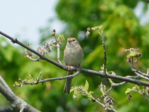 Feild Sparrow 2