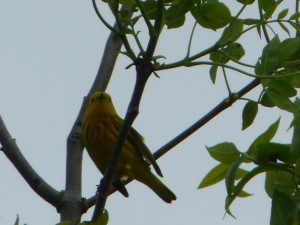 yellow-warbler