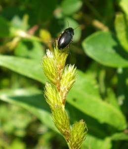 black-beetle