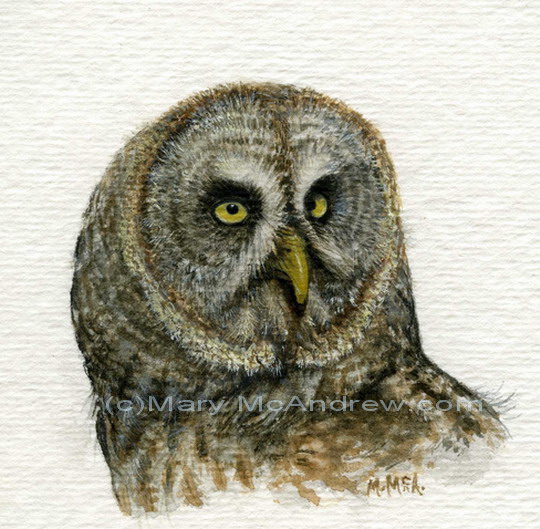 "Great Grey Owl" (m)