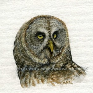"Great Grey Owl"
