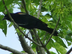Red Winged Black Bird Male