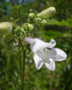 white-flower
