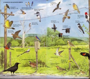 Golden Guide to Eastern Birds-inside