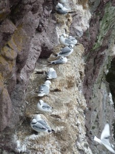 A row of Kittiwakes on the cliff face