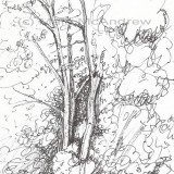 c 12trees fence resz 160x160 365 Trees