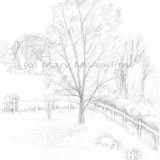 c 13goatpasture resz 160x160 365 Trees