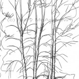 c 15treeline resz 160x160 365 Trees