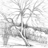 c 23endicottree resz 160x160 365 Trees