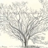 c 24arizona tree resz 160x160 365 Trees