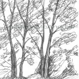 c 5treegroup resz 160x160 365 Trees
