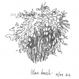 c 6lilacbush resz 160x160 365 Trees