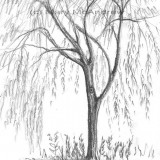 c 7willow resz 160x160 365 Trees