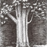 c 8maple resz 160x160 365 Trees