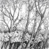 c PaulsTrees resz 160x160 365 Trees