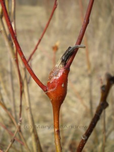 Bud of a red branched bush