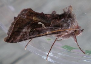 Common Looper Moth side view