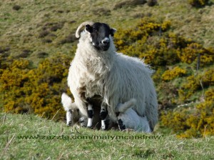 Mama sheep and 2 lambs