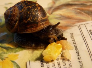 big snail photo