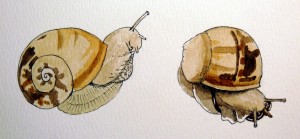 big snail stage 3