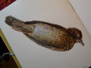 Watercolor study of Female Blackbird-stage 4
