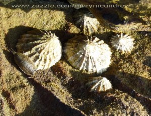 Common Limpets and a Sea Slater bug