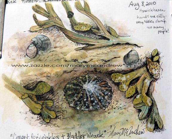 Limpets, Periwinkle and Bladder Wrack