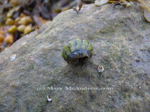 Green Chiton curled up
