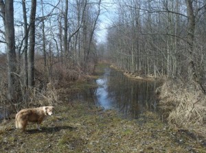 Ginger on Long Lane, listening to the Peepers singing.