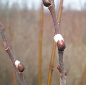 Spring Fuzzy Buds