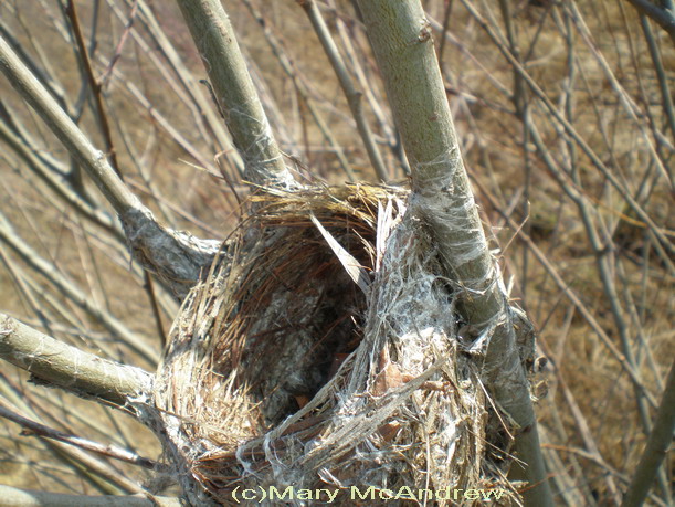cbirds nest in winter 3 300x225 A Winter Birds Nest