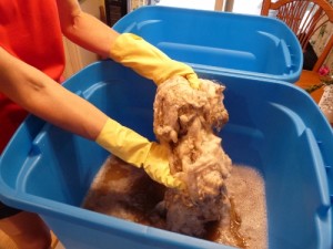 Washing a raw Cotswold fleece, it was filthy!