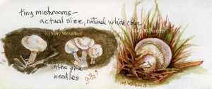 Studies of tiny mushrooms 