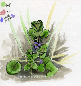Study of purple wildflower #2 I did years ago.