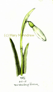 One of many snowdrops, done in ink and watercolor.